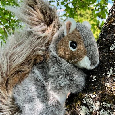 Grauhörnchen, das Maskottchen der Klasse 1d