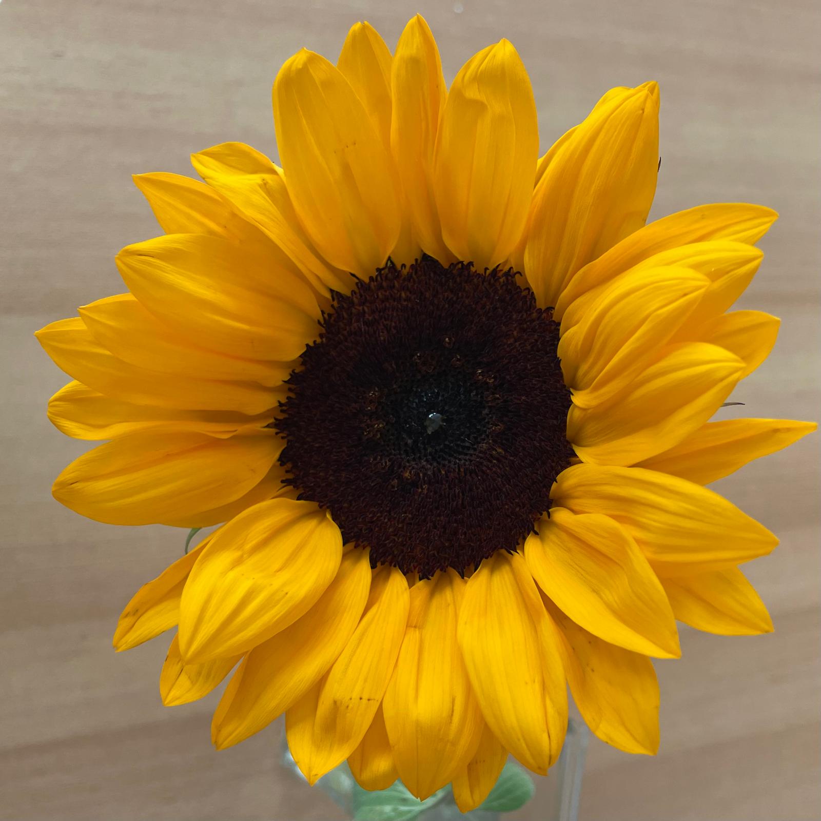 Sonnenblume
