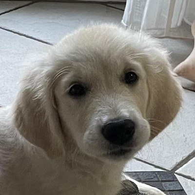 Foto des Schulhundes Maja